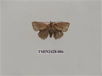 藏品(內點刺蛾)的圖片